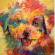 Maltese Puppy
